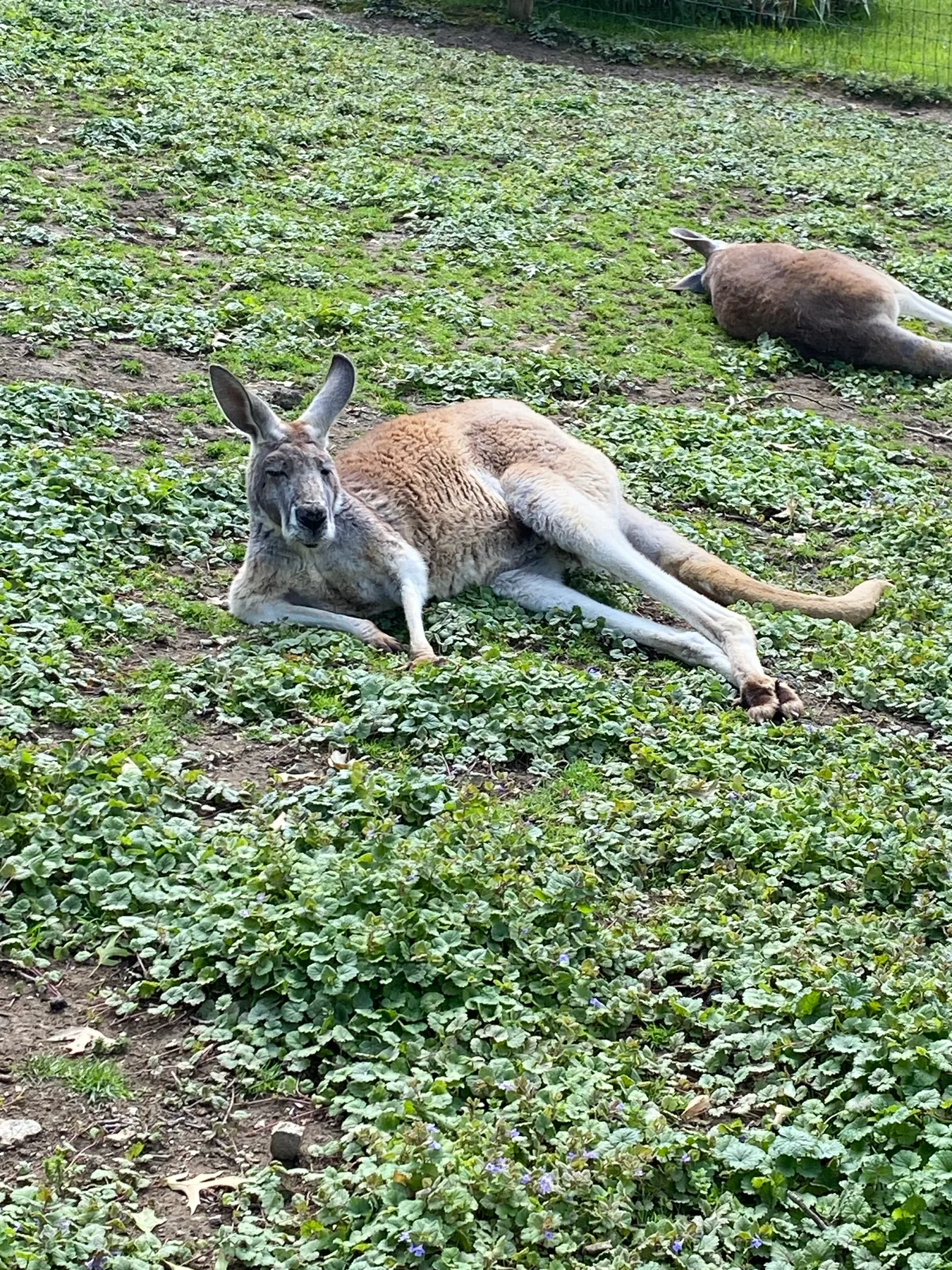 Two kangaroos resting in a green zoo habitat
