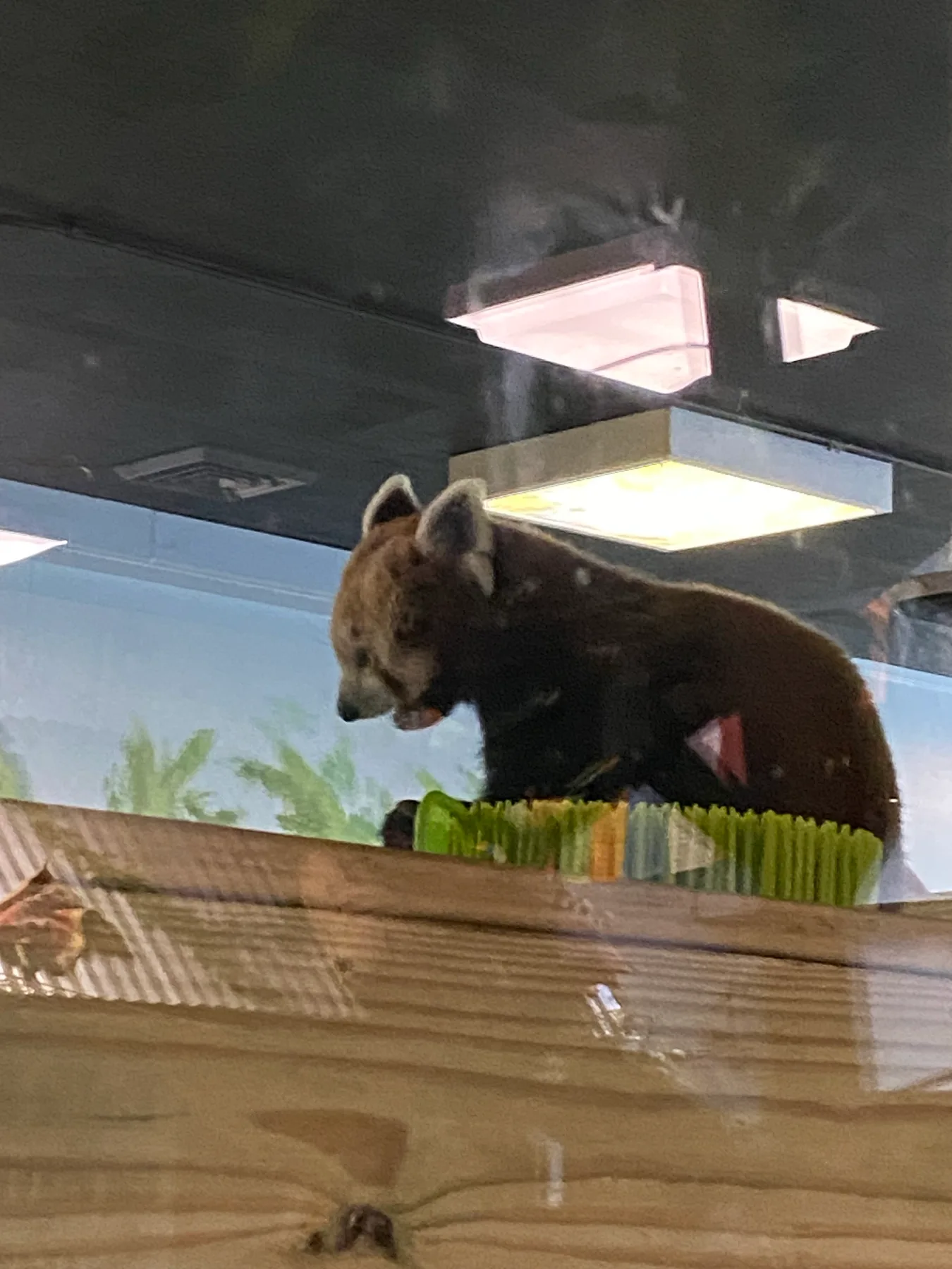 A red panda exploring its indoor habitat at the Good Zoo