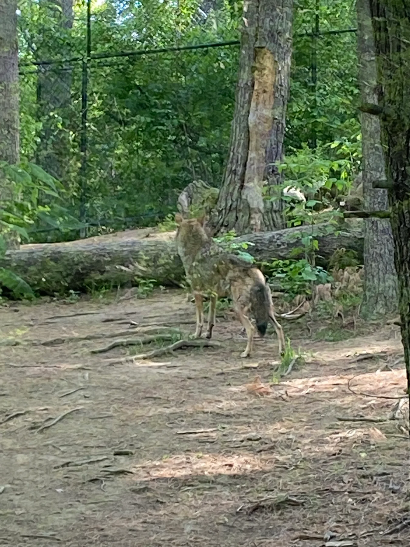 A wolf standing in a wooded zoo habitat